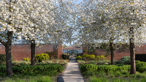 Entrance to the Walled Garden and white cherry trees Prunus avium "Plena" in early May at Wimpole Estate, Cambridgeshire